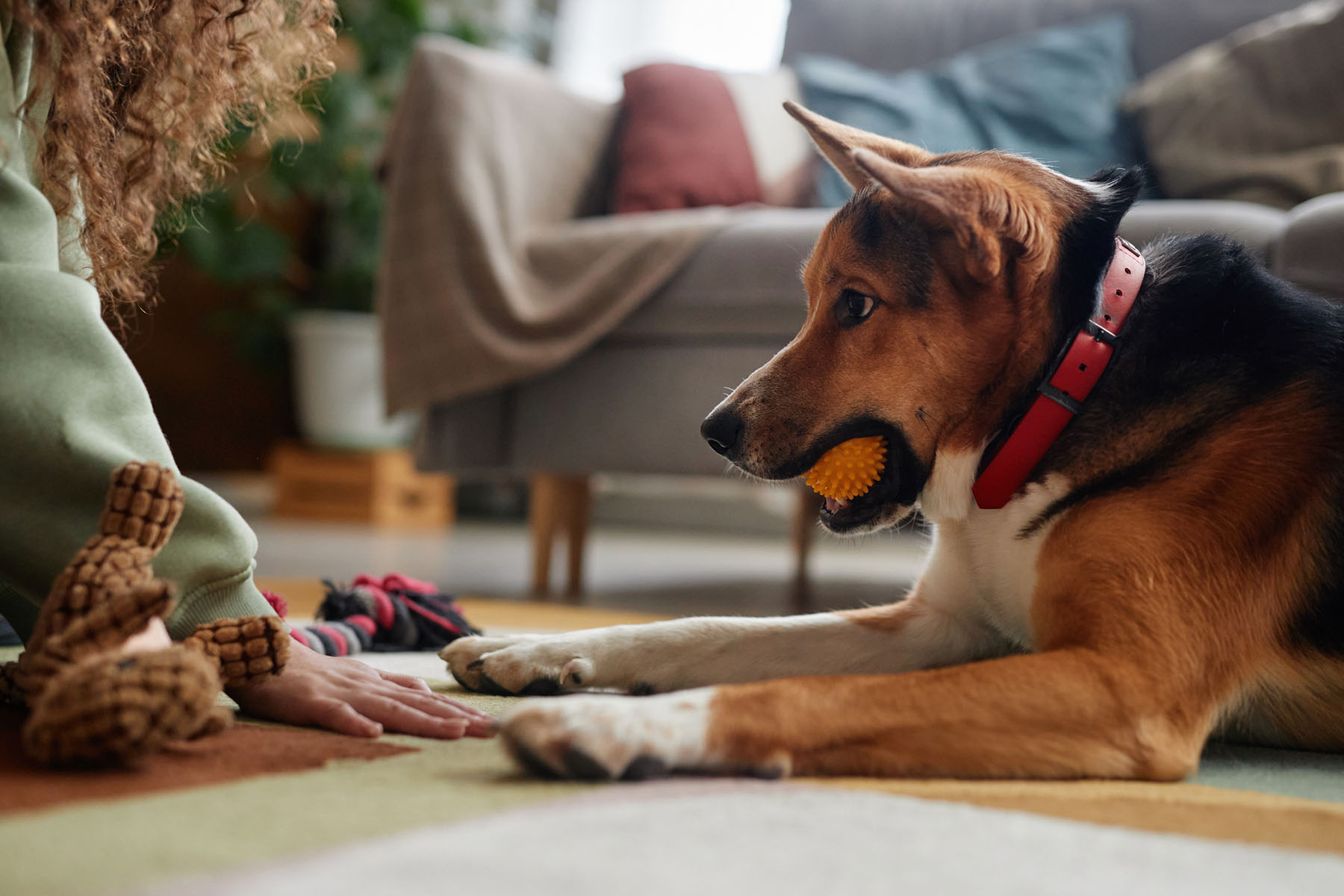 Dog playing on a professionally cleaned rug after pet odor removal in Riverside County living room