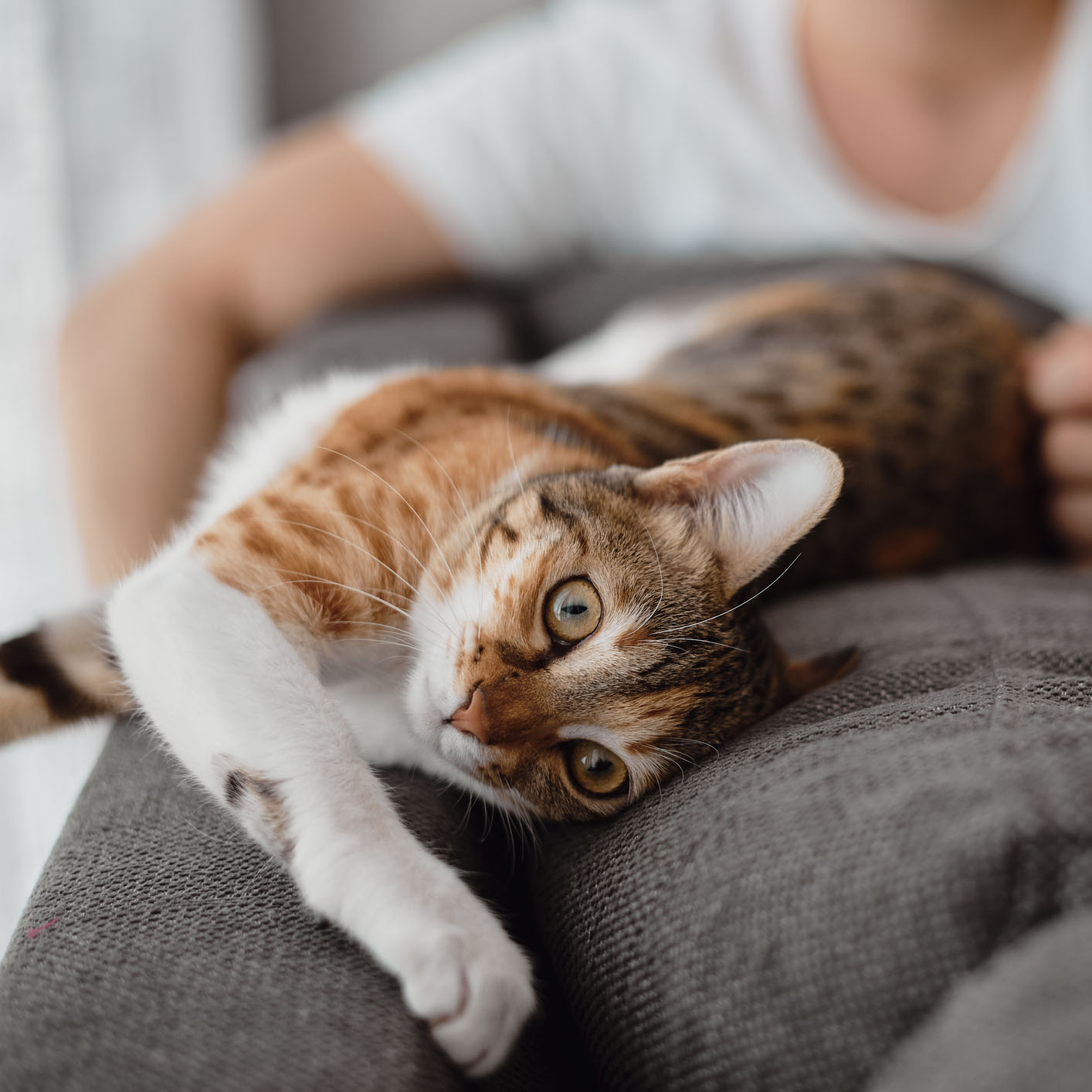 Bengal cat lounging on a clean sofa after eco-friendly upholstery cleaning in Orange County