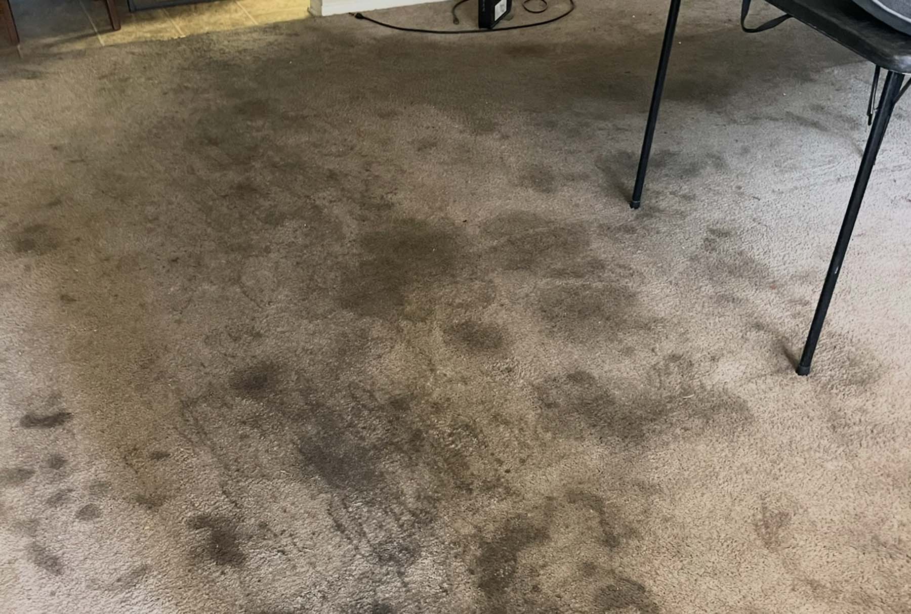 Heavily soiled beige carpet with dark pet urine stains and odor buildup—prior to professional enzyme treatment and deep extraction by Safer Choice Cleaning.