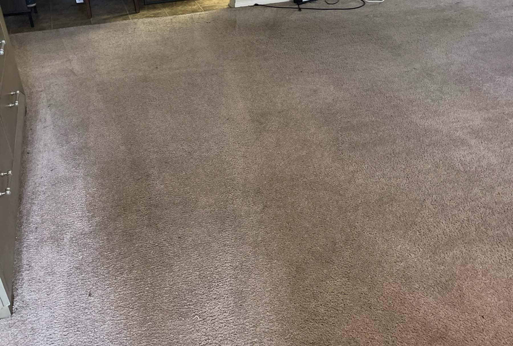Restored beige carpet after pet urine and odor removal—cleaned with Safer Choice Cleaning’s non-toxic, enzyme-powered deep extraction system.
