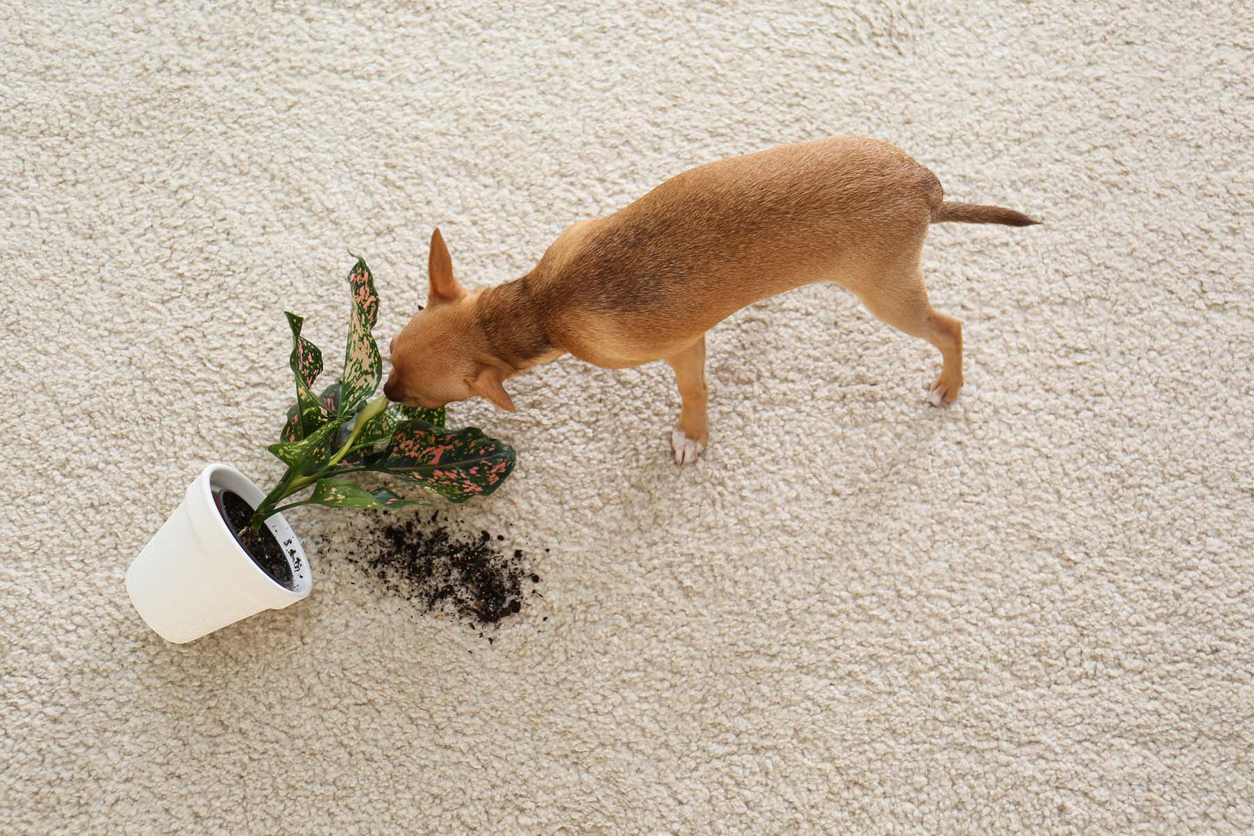 Small dog sniffing an overturned potted plant on light-colored carpet, with spilled soil — pet stain and odor removal for carpets in Orange County.