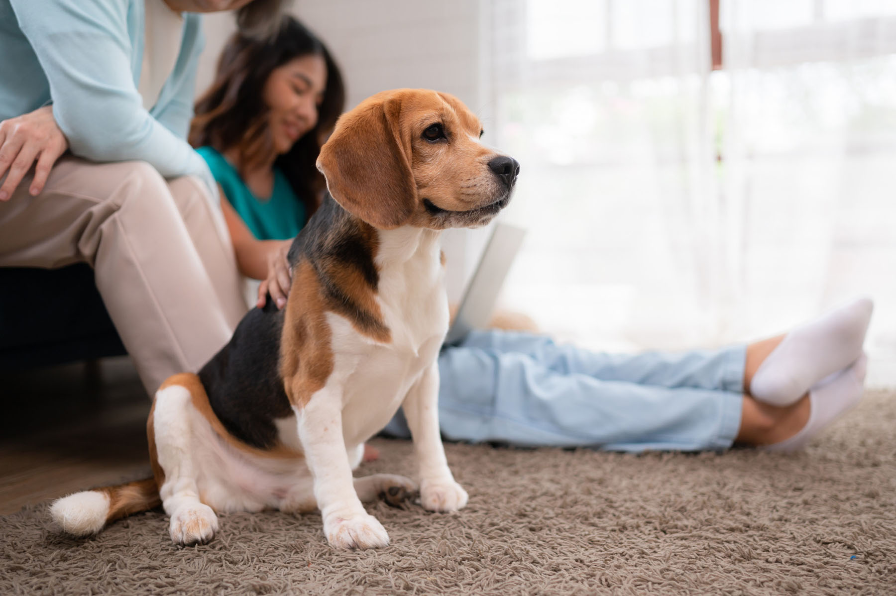 Non-toxic carpet cleaning and pet urine removal in Orange County homes safe for pets, kids, and families.